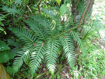 Woodwardia unigemmata, photographed by 呂一起(Lyu yi-chi)