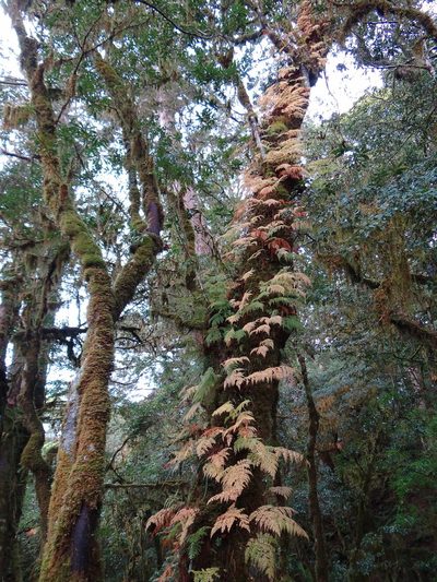 Davallia perdurans, photographed by 呂一起(Lyu yi-chi)