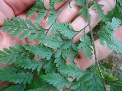 Davallia trichomanoides, photographed by 呂一起(Lyu yi-chi)