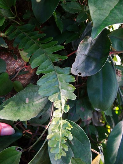 Arthropteris palisotii, photographed by 呂一起(Lyu yi-chi)