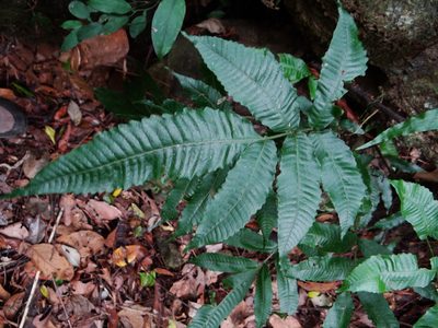 Bolbitis heteroclita, photographed by 呂一起(Lyu yi-chi)