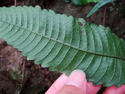 Bolbitis heteroclita, photographed by 呂一起(Lyu yi-chi)