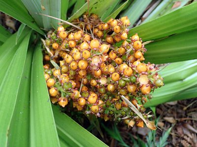Astelia chathamica, photographed by Peter de Lange