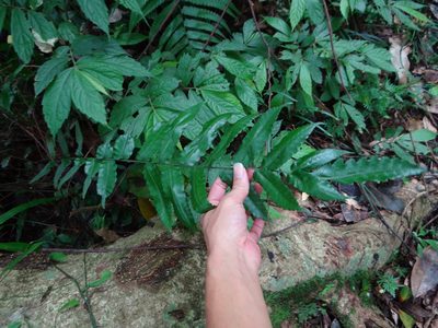 Bolbitis subcordata, photographed by 呂一起(Lyu yi-chi)