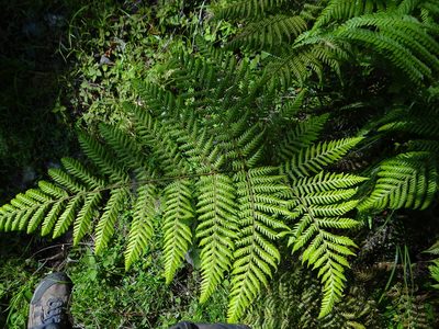 Ctenitis subglandulosa, photographed by 呂一起(Lyu yi-chi)
