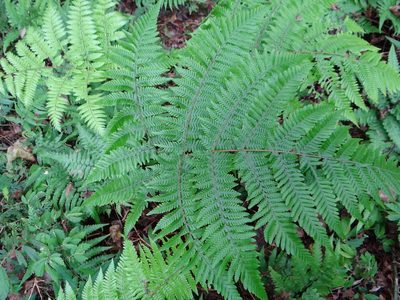 Ctenitis subglandulosa, photographed by 呂一起(Lyu yi-chi)