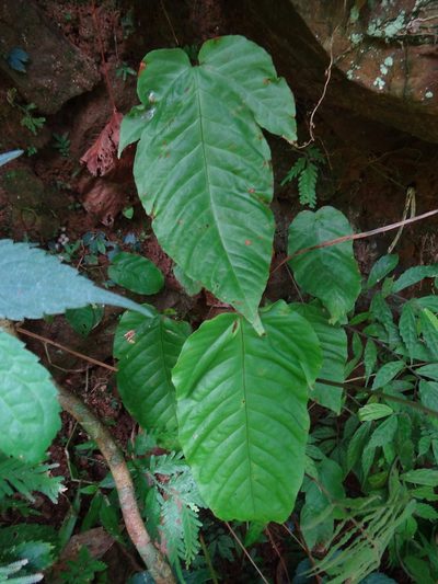 Tectaria polymorpha, photographed by 呂一起(Lyu yi-chi)