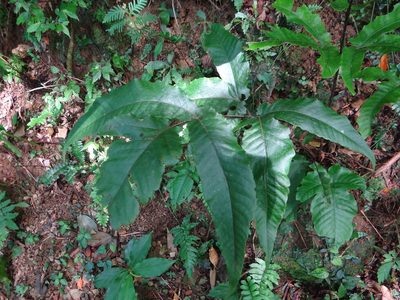 Tectaria simonsii, photographed by 呂一起(Lyu yi-chi)