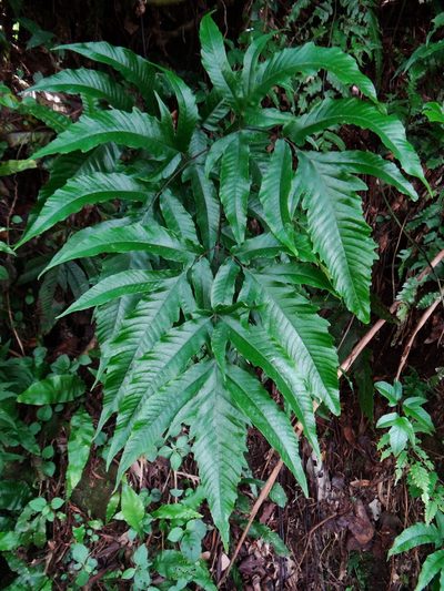 Tectaria simonsii, photographed by 呂一起(Lyu yi-chi)