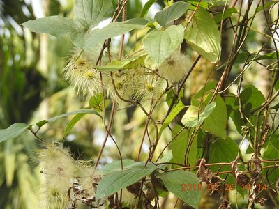 Clematis leschenaultiana, photographed by fagushayata