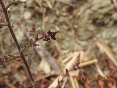 Blumea lanceolaria, photographed by fagushayata