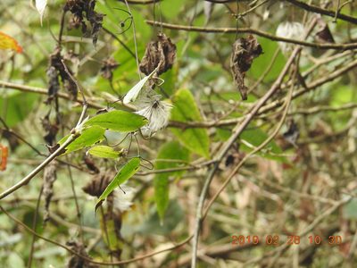 Clematis leschenaultiana, photographed by fagushayata
