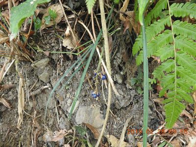 Ophiopogon reversus, photographed by fagushayata