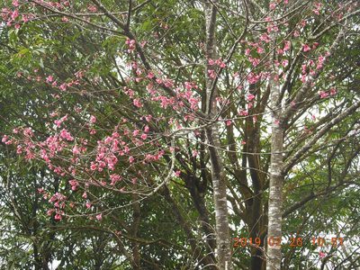 Prunus campanulata, photographed by fagushayata