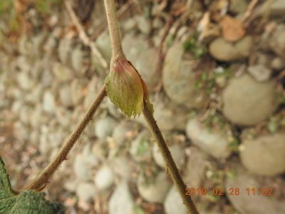 Rubus formosensis, photographed by fagushayata