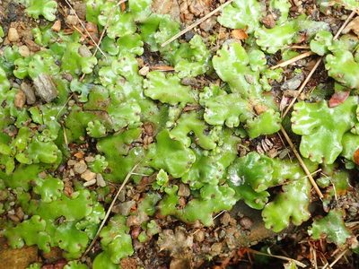 Marchantia foliacea, photographed by John Steel