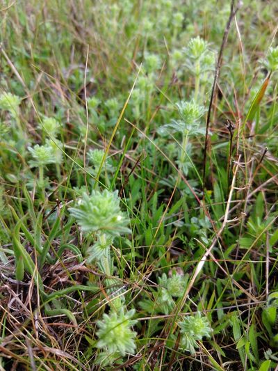 Parentucellia flaviflora, photographed by Quentin Groom