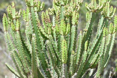 Euphorbia tetragona, photographed by Andrew Gillespie