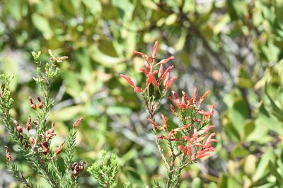 Erica chloroloma, photographed by Andrew Gillespie