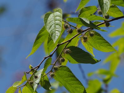 Broussonetia monoica, photographed by 葉子