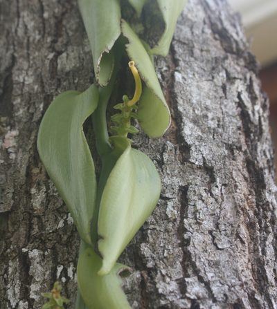 Vanilla pompona, photographed by Scott Loarie
