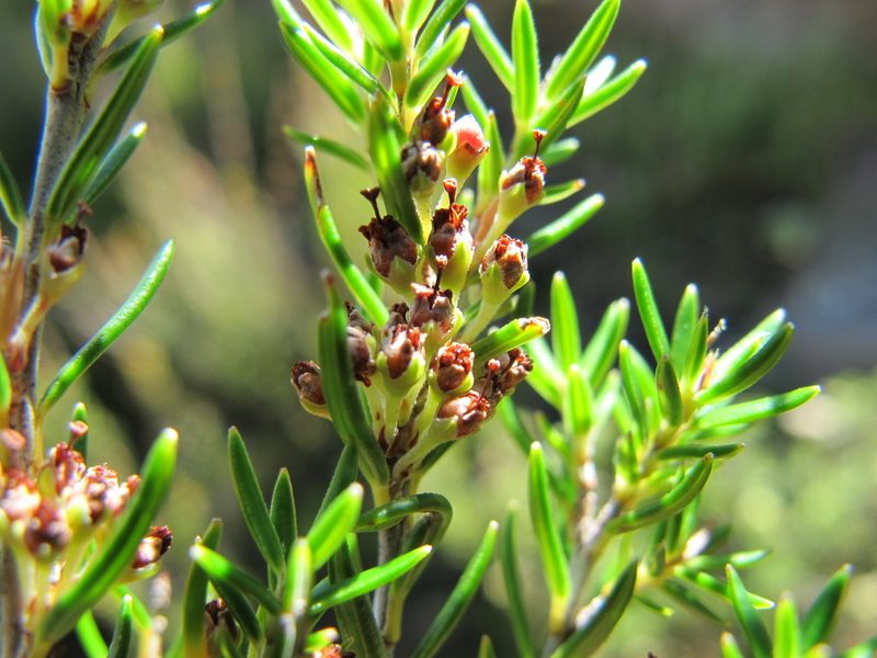 Erica spinifera, photographed by Michael D. Pirie