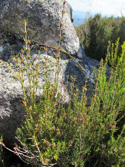 Erica spinifera, photographed by Michael D. Pirie