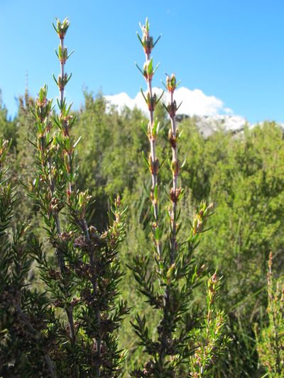 Erica spinifera, photographed by Michael D. Pirie