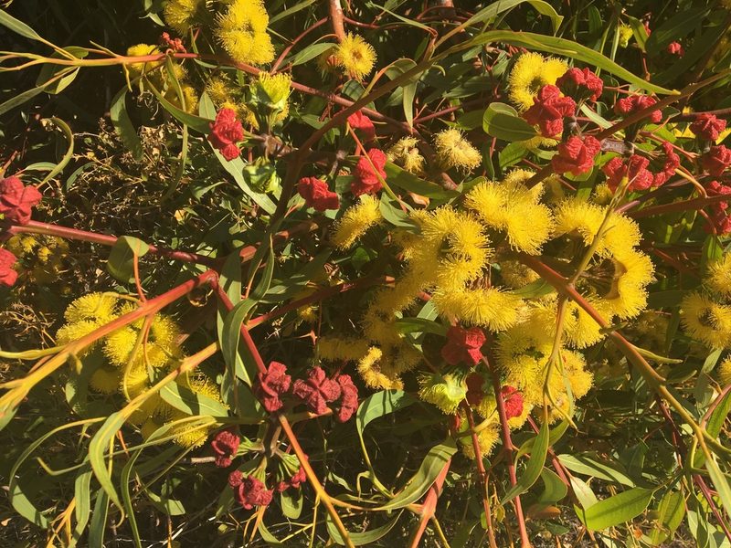 Eucalyptus erythrocorys, photographed by Thomas Mesaglio