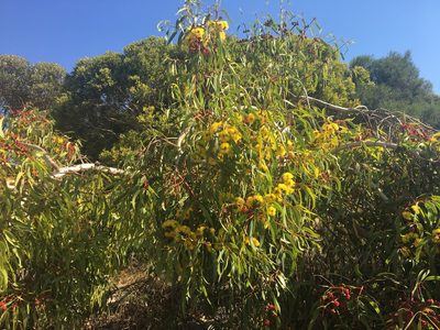 Eucalyptus erythrocorys, photographed by Thomas Mesaglio