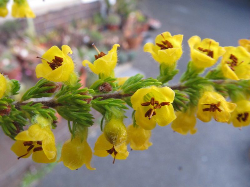 Erica chrysocodon, photographed by Michael D. Pirie
