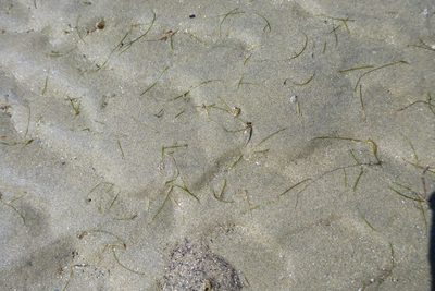 Halodule uninervis, photographed by coenobita