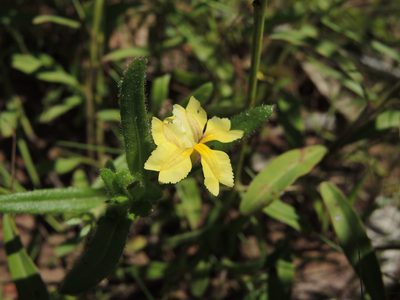 Goodenia pilosa, photographed by coenobita