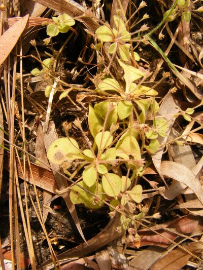 Goodenia pumilio, photographed by coenobita