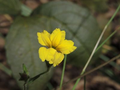 Goodenia pilosa, photographed by coenobita