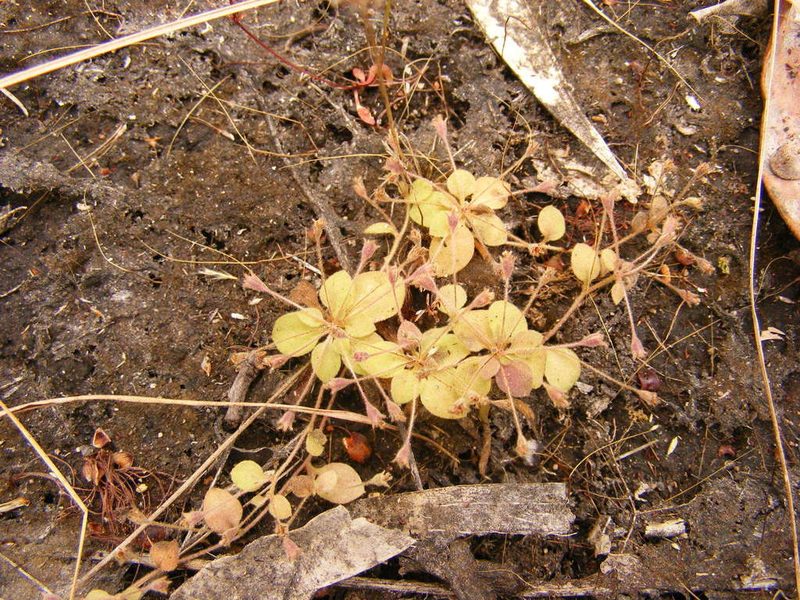 Goodenia pumilio, photographed by coenobita