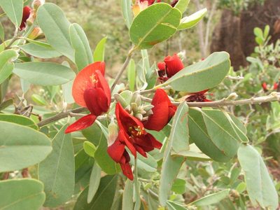 Gastrolobium grandiflorum, photographed by coenobita