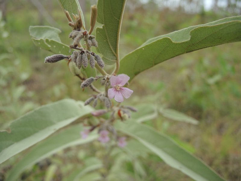 Helicteres cana, photographed by coenobita