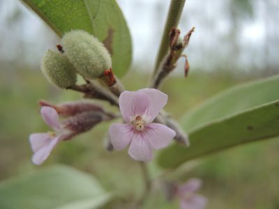 Helicteres cana, photographed by coenobita