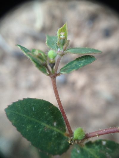 Euphorbia eichleri, photographed by Étienne Lacroix-Carignan