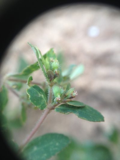 Euphorbia eichleri, photographed by Étienne Lacroix-Carignan