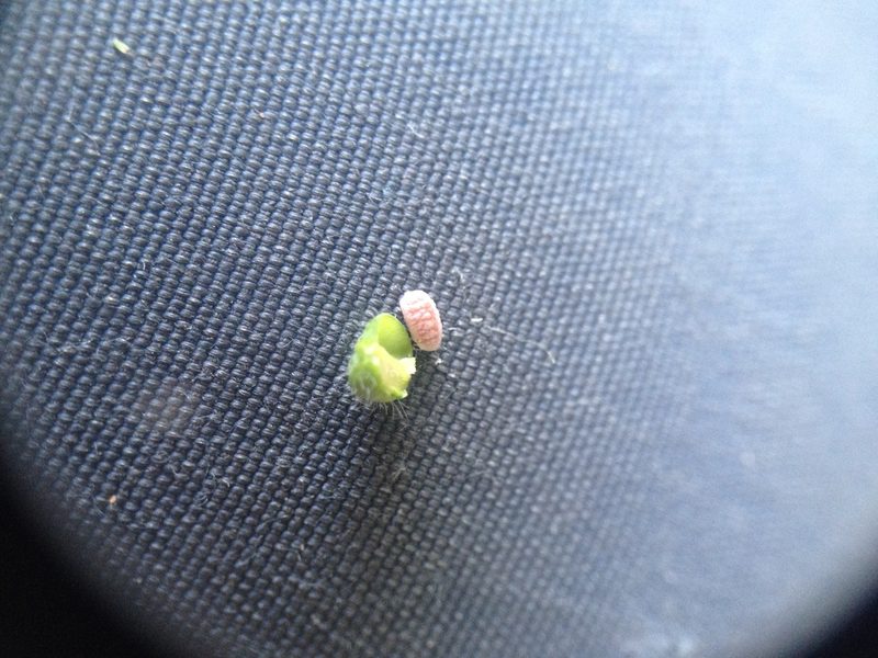 Euphorbia eichleri, photographed by Étienne Lacroix-Carignan