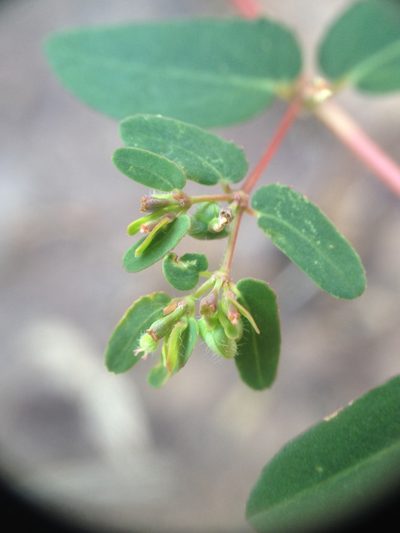Euphorbia eichleri, photographed by Étienne Lacroix-Carignan