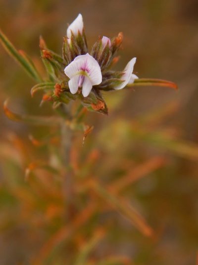 Psoralea uncinata, photographed by melda