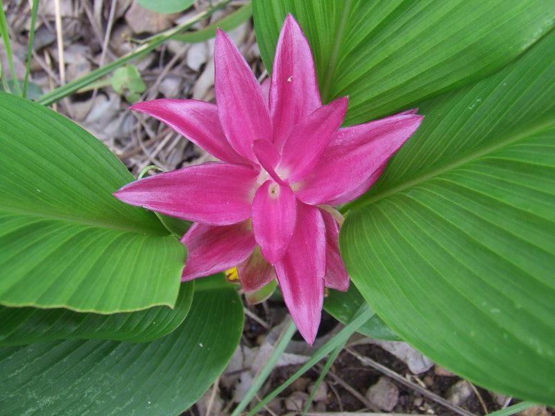 Curcuma australasica, photographed by coenobita