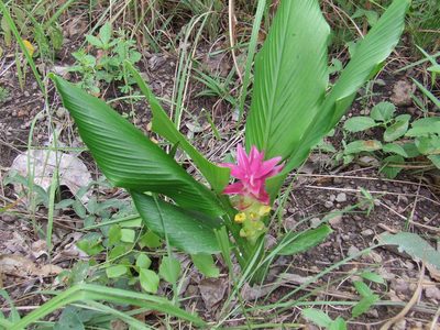 Curcuma australasica, photographed by coenobita