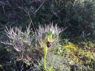 Ophrys kotschyi, photographed by mjopocock