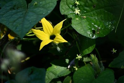 Schizocarpum parviflorum, photographed by adel-fridus