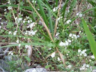 Phacelia dubia, photographed by botanygirl
