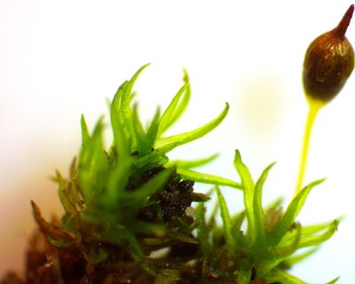 Ptychomitrium incurvum, photographed by Ken Kneidel